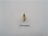 藏品(尺蠖蛾科)的圖片